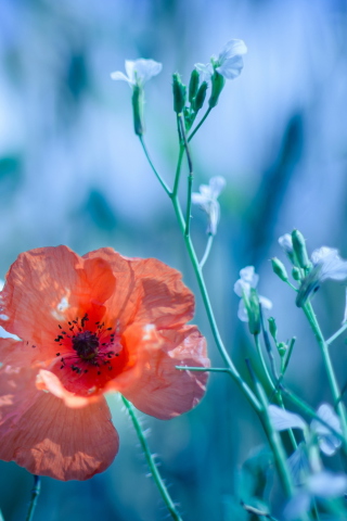 Fondo de pantalla Beautiful Poppy 320x480