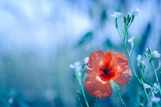 Beautiful Poppy Background for Android, iPhone and iPad