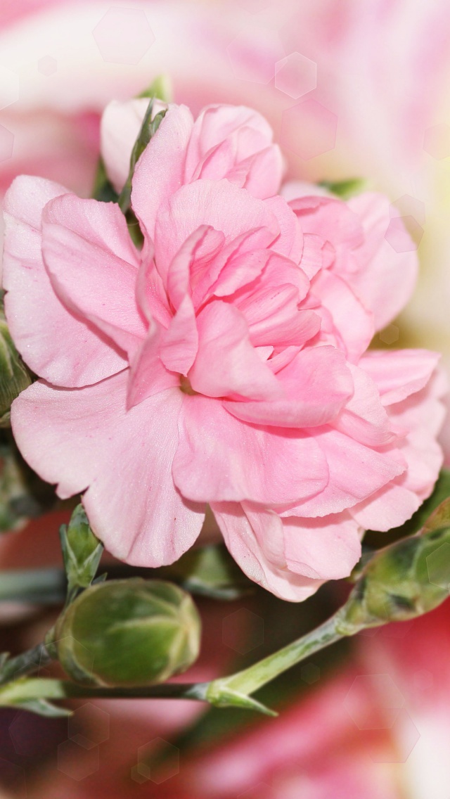 Rose Blur and Glare wallpaper 640x1136