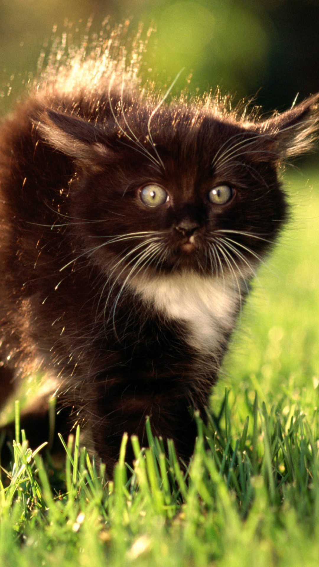 Black Fluffy Kitty screenshot #1 1080x1920