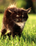 Black Fluffy Kitty wallpaper 128x160