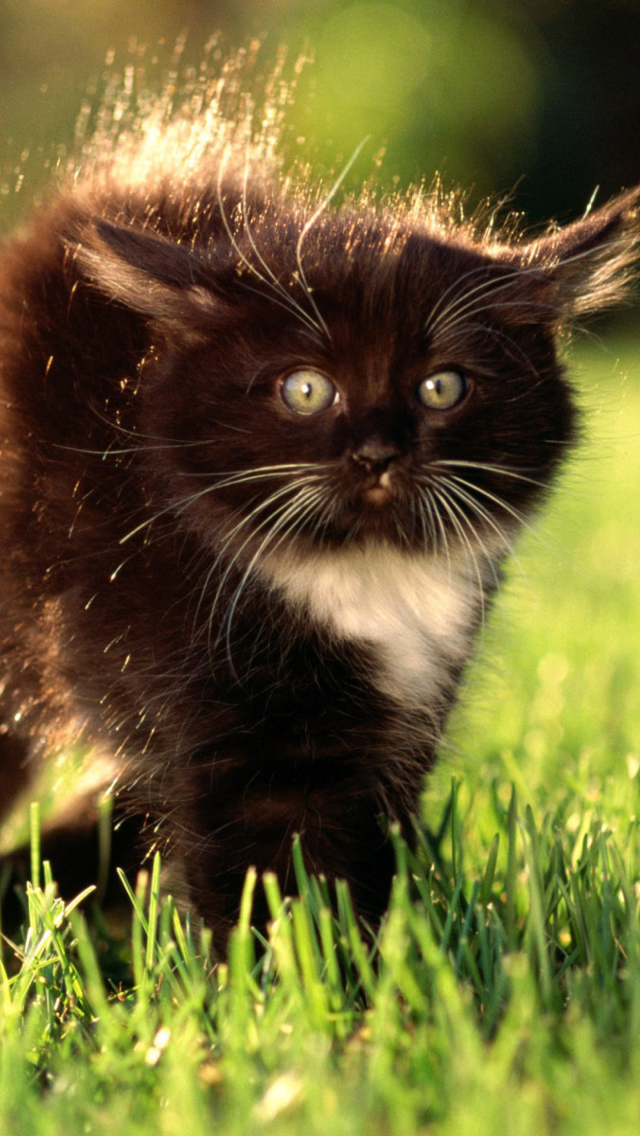 Screenshot №1 pro téma Black Fluffy Kitty 640x1136