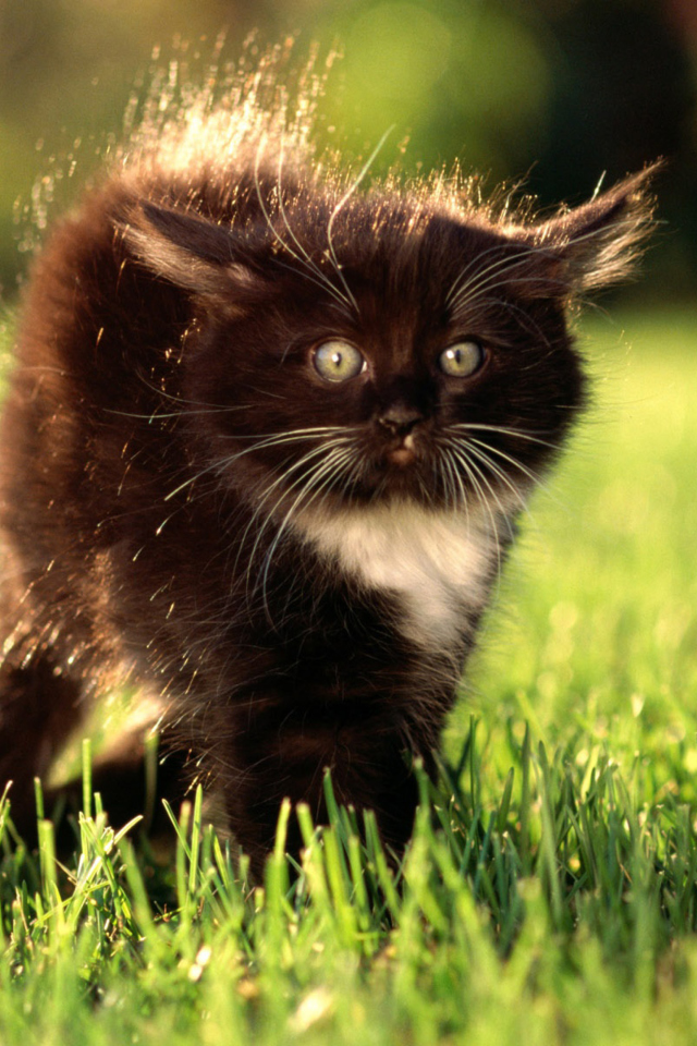 Обои Black Fluffy Kitty 640x960