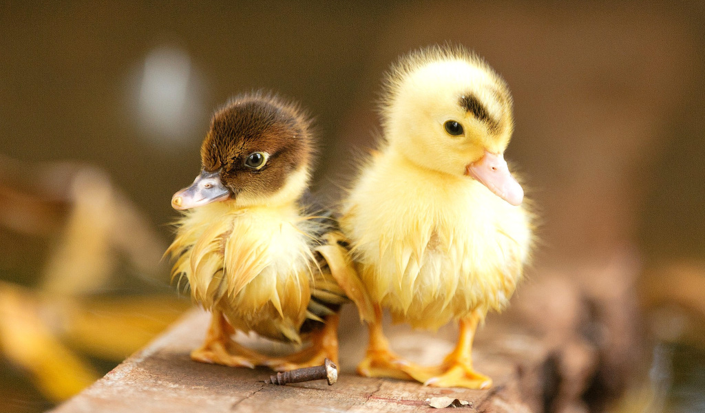 Обои Ducklings 1024x600