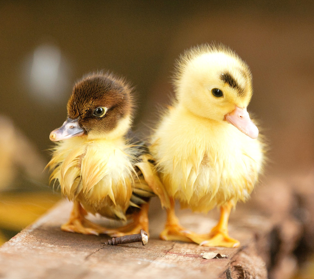 Das Ducklings Wallpaper 1080x960