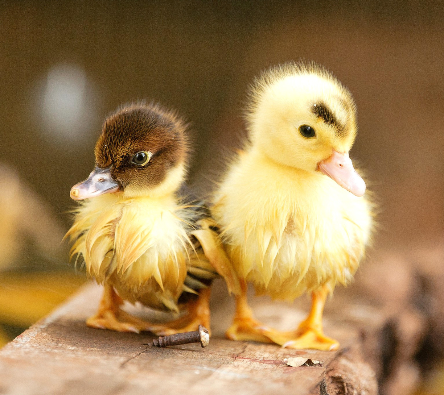 Обои Ducklings 1440x1280
