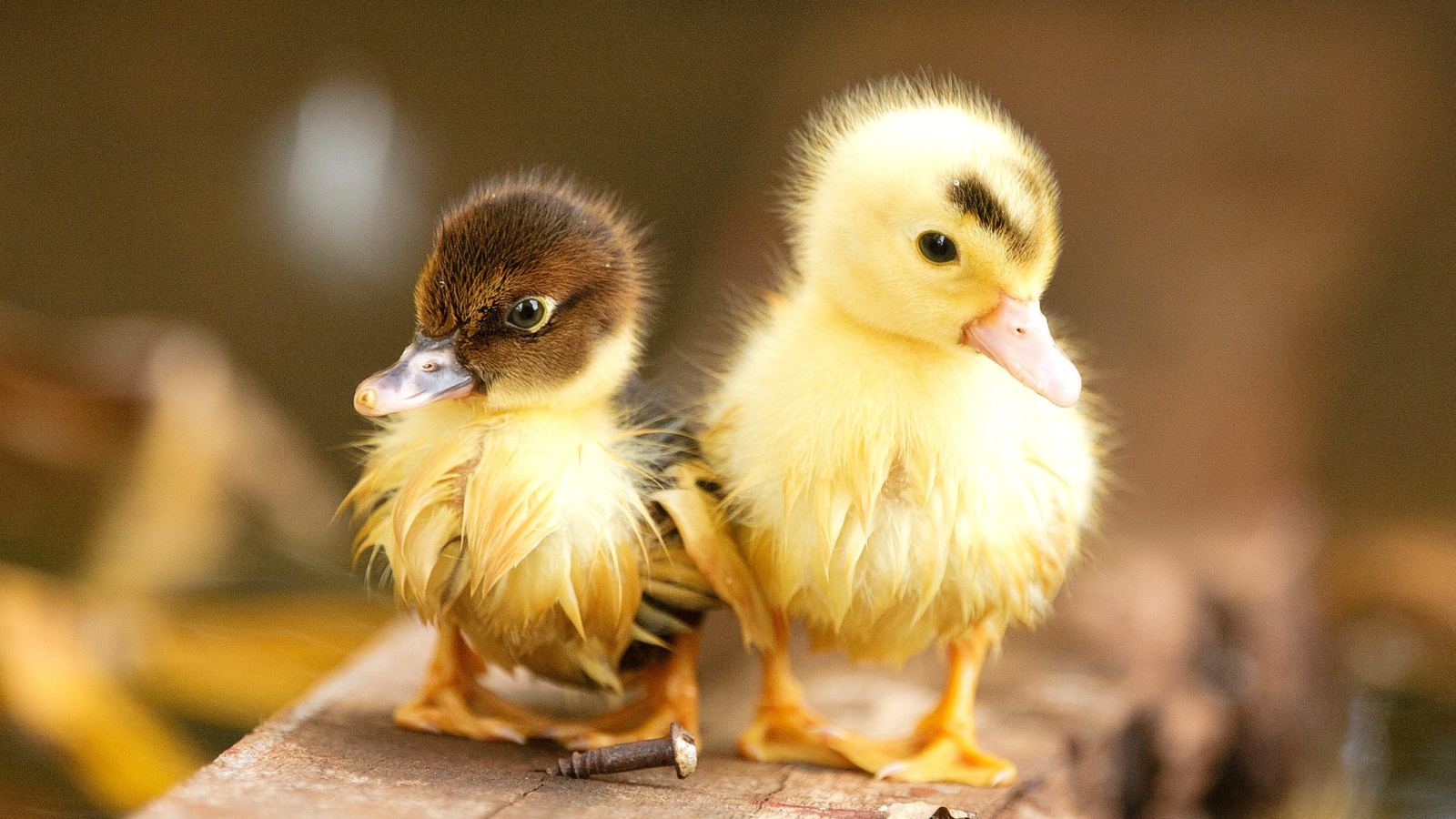 Обои Ducklings 1600x900