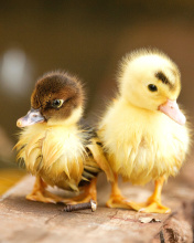 Обои Ducklings 176x220