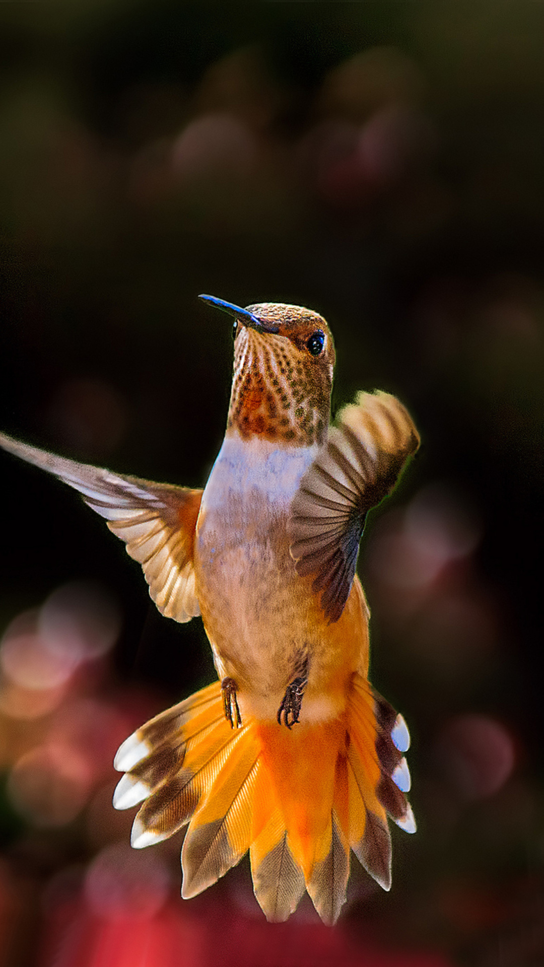 Hummingbird In Flight wallpaper 1080x1920