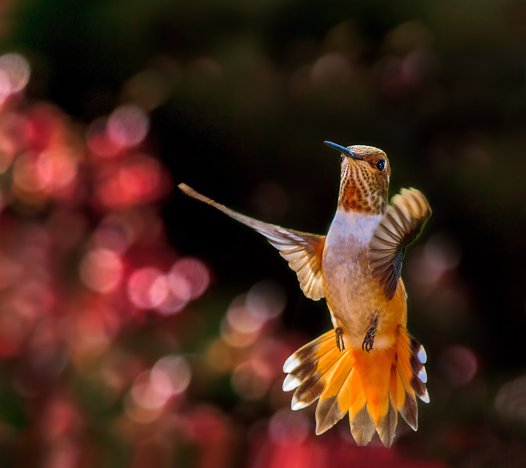 Sfondi Hummingbird In Flight 1080x960