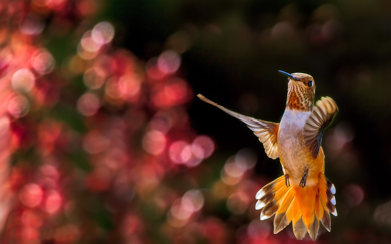 Hummingbird In Flight wallpaper 1280x800