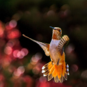 Das Hummingbird In Flight Wallpaper 128x128