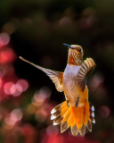 Das Hummingbird In Flight Wallpaper 128x160