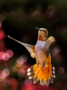 Sfondi Hummingbird In Flight 132x176