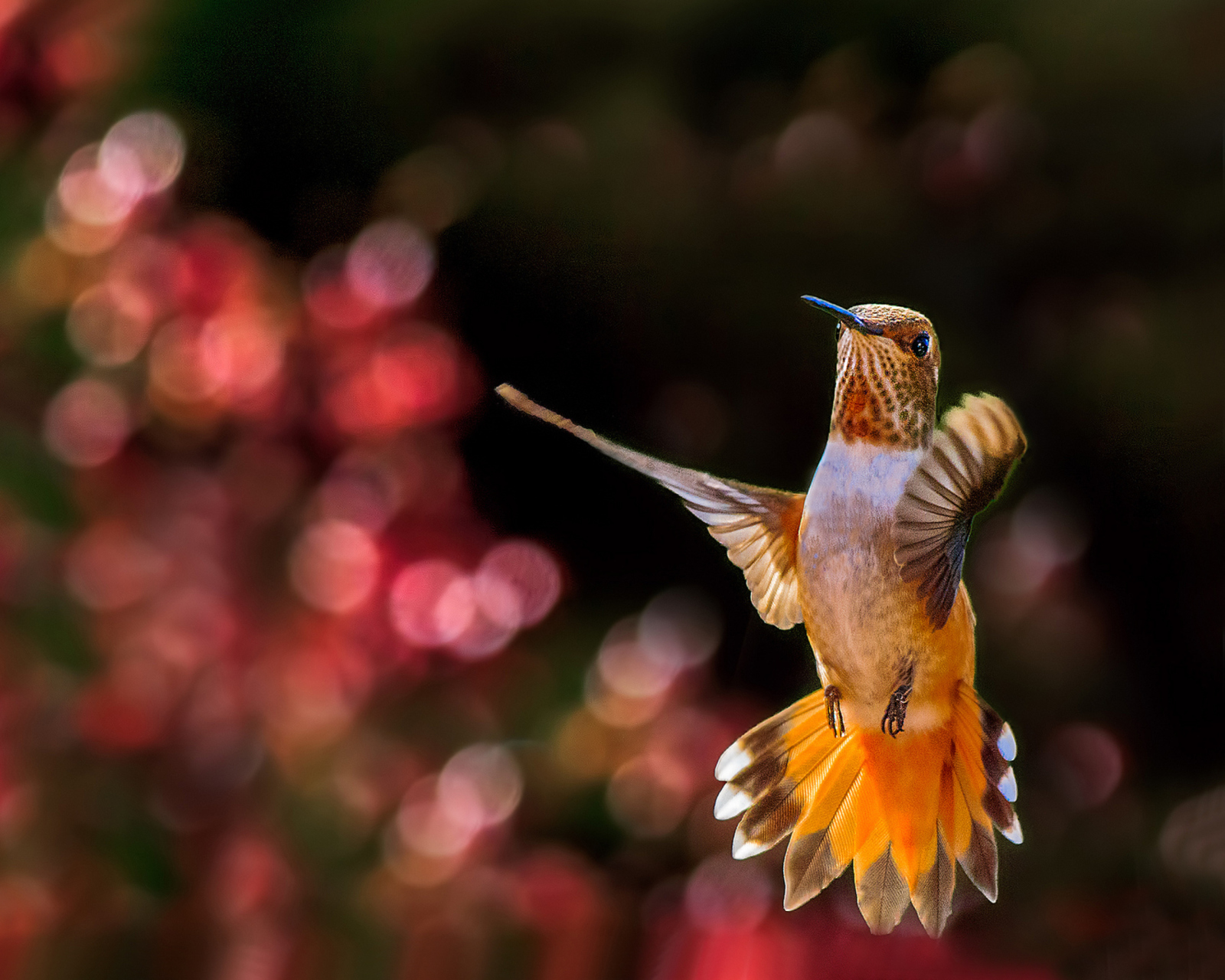 Hummingbird In Flight screenshot #1 1600x1280