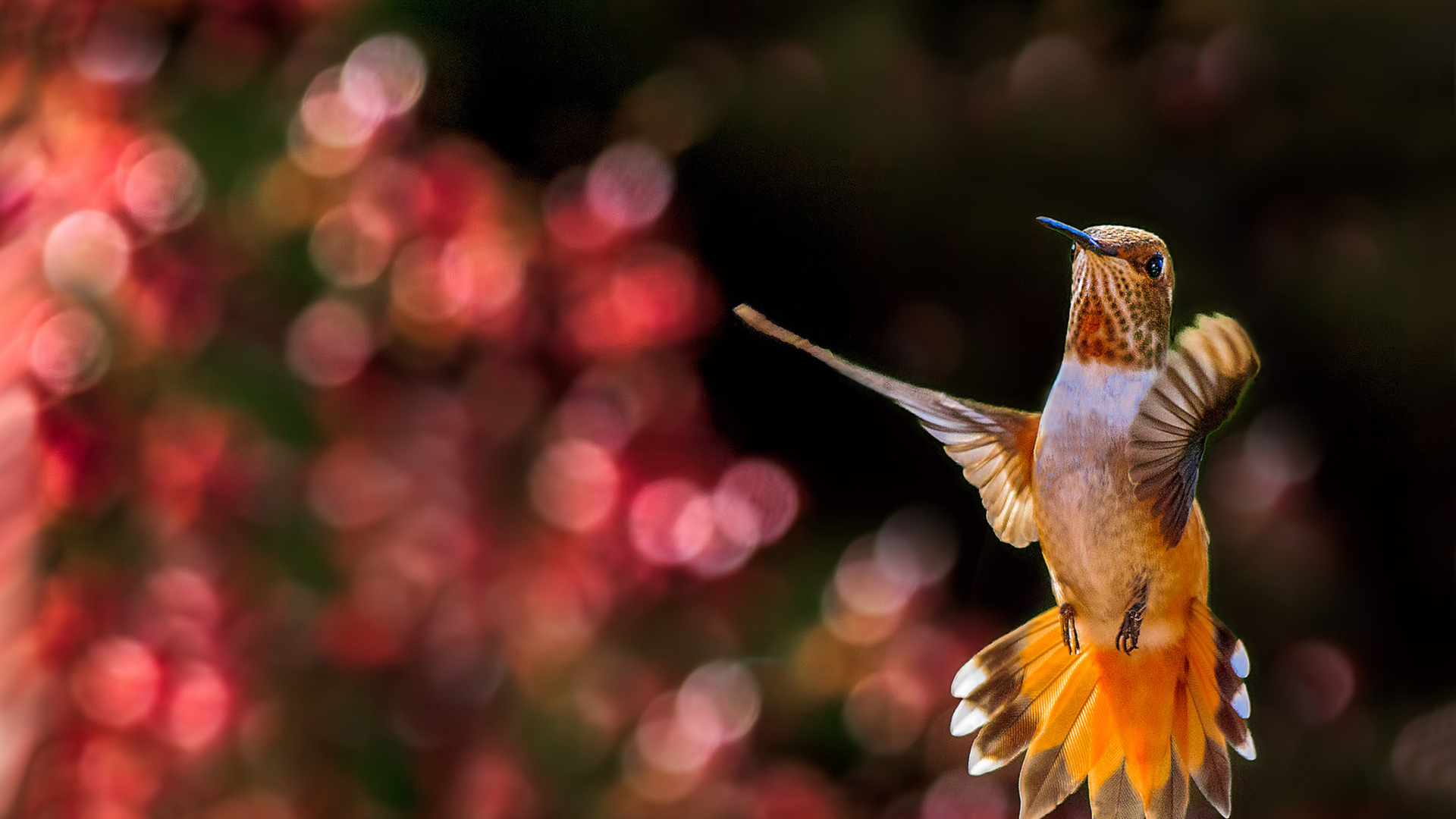 Hummingbird In Flight Wallpaper for Desktop 1920x1080 Full HD