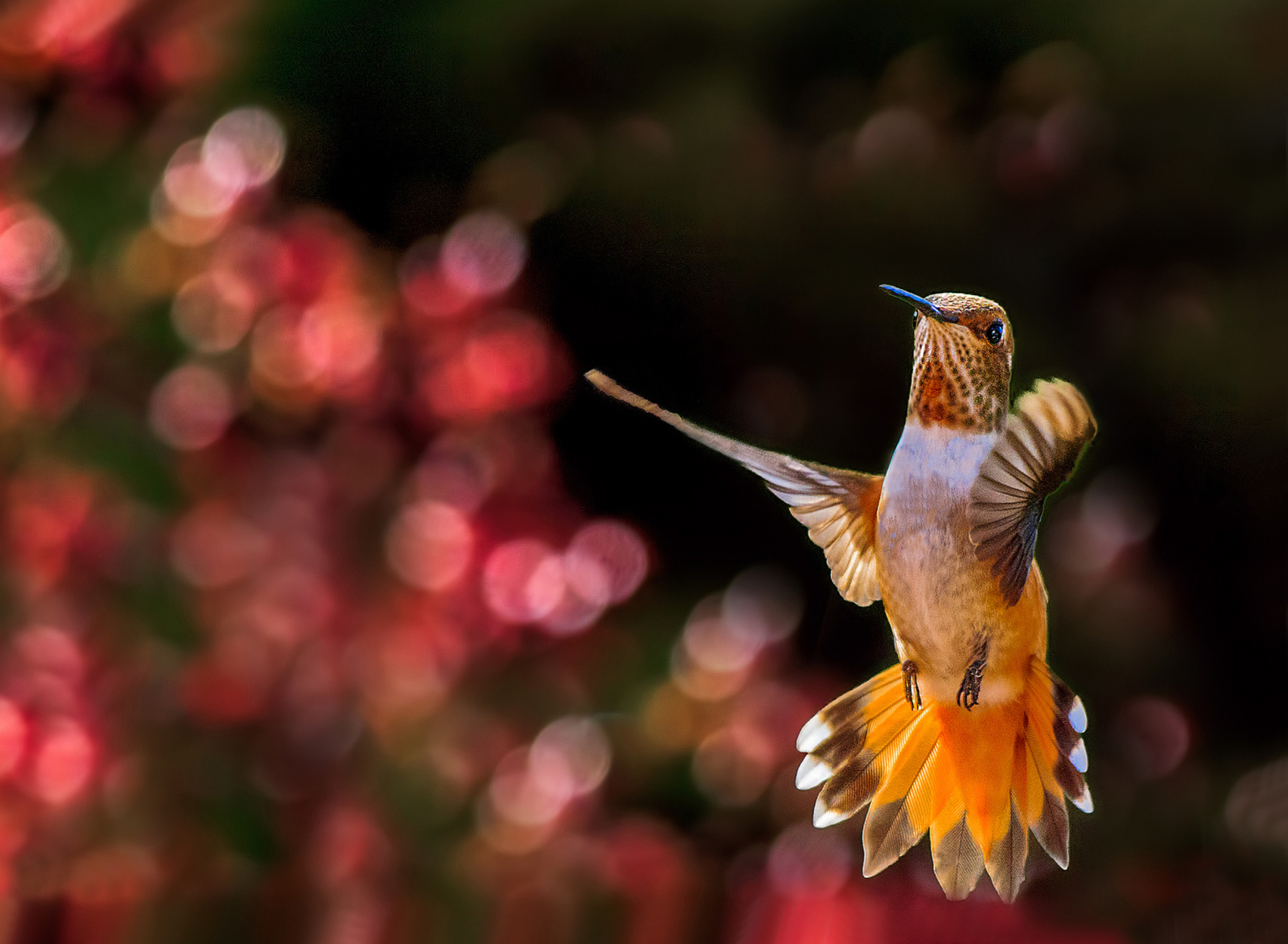 Hummingbird In Flight screenshot #1 1920x1408