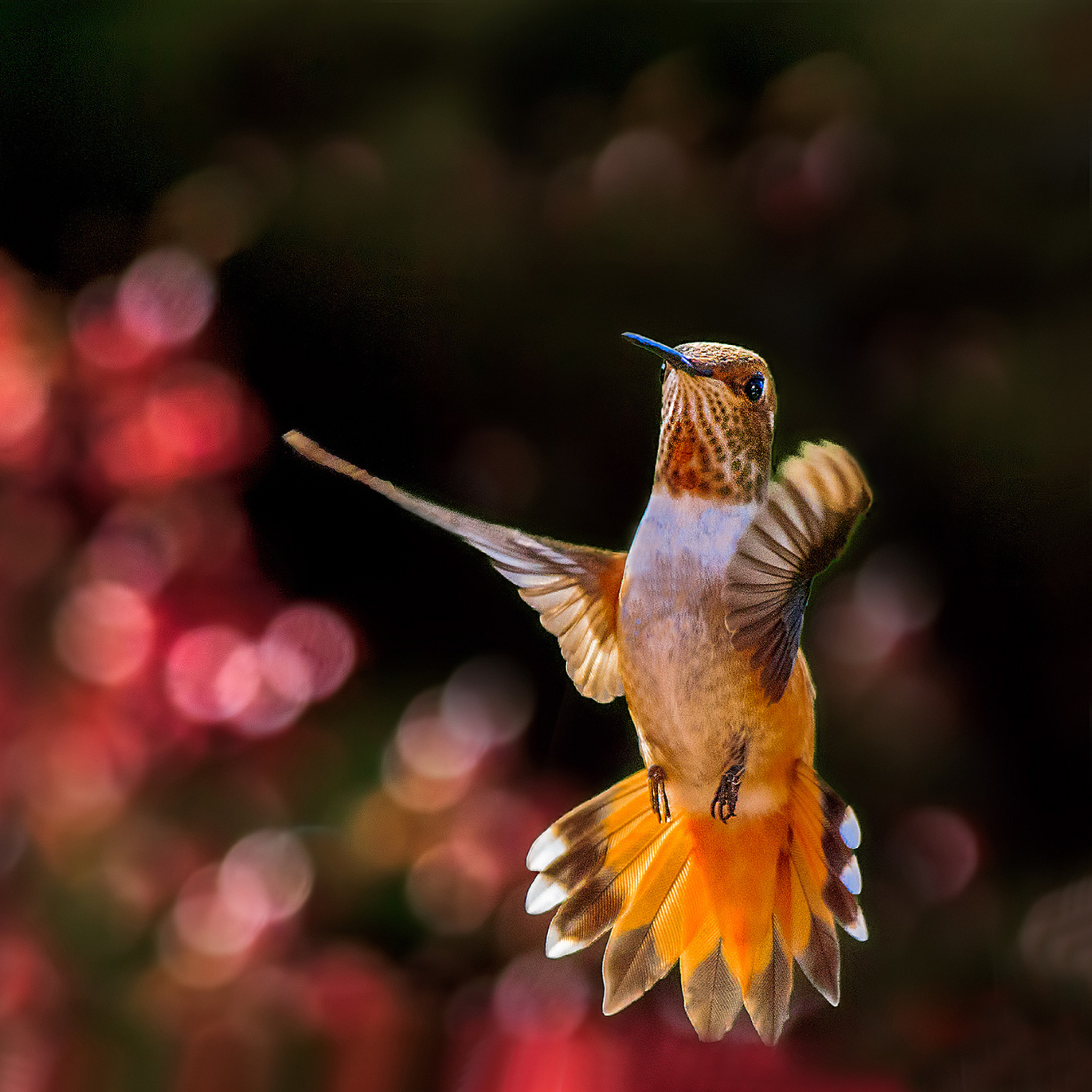 Das Hummingbird In Flight Wallpaper 2048x2048