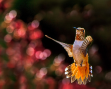 Hummingbird In Flight screenshot #1 220x176