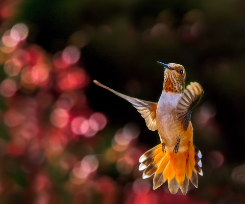 Das Hummingbird In Flight Wallpaper 480x400