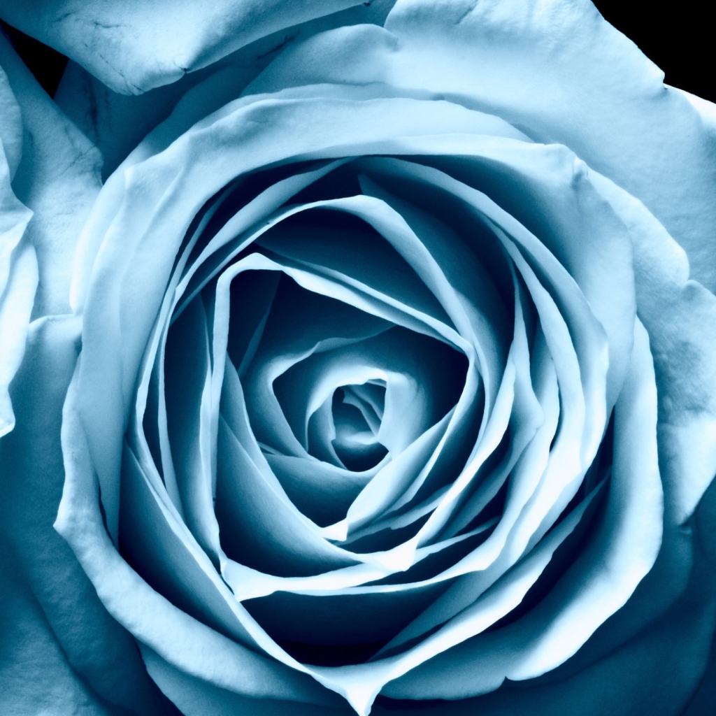 Fondo de pantalla Blue Rose 1024x1024