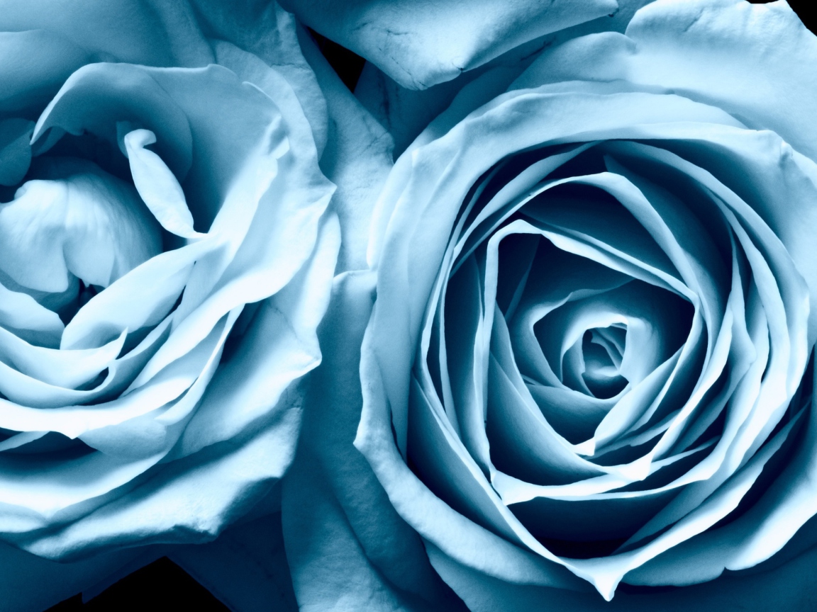 Обои Blue Rose 1152x864