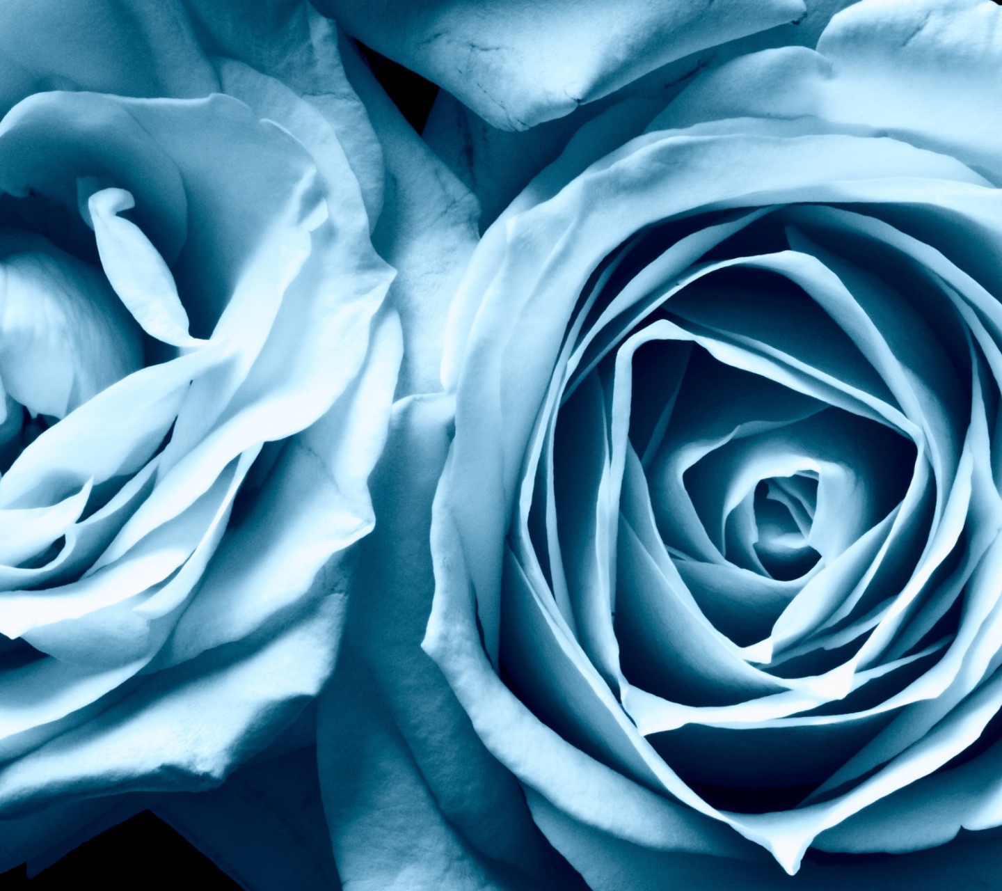 Fondo de pantalla Blue Rose 1440x1280