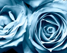 Blue Rose wallpaper 220x176
