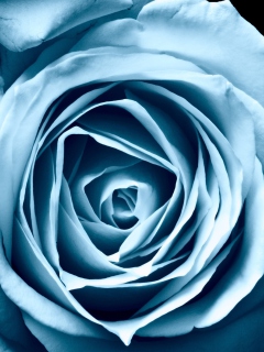 Fondo de pantalla Blue Rose 240x320