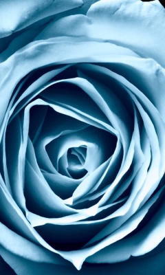 Fondo de pantalla Blue Rose 240x400