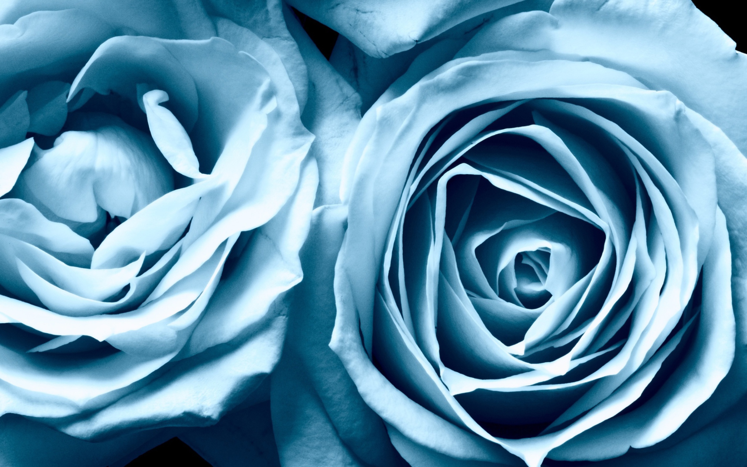 Blue Rose wallpaper 2560x1600