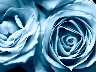 Sfondi Blue Rose 320x240