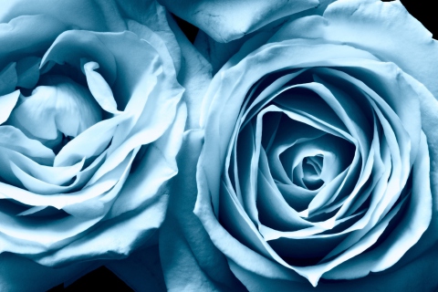 Das Blue Rose Wallpaper 480x320