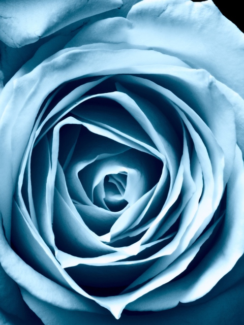 Screenshot №1 pro téma Blue Rose 480x640