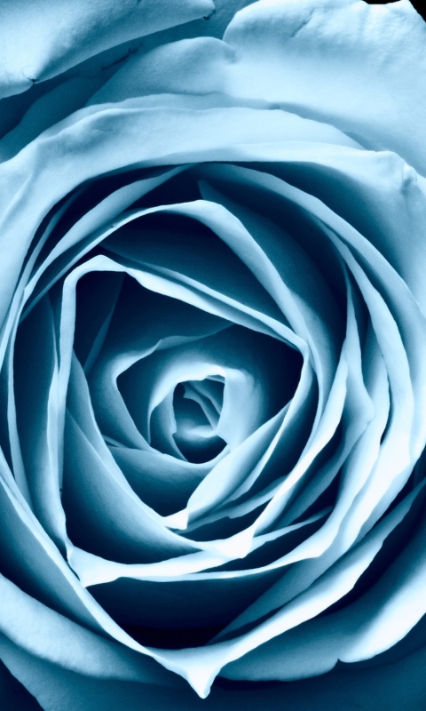 Blue Rose wallpaper 480x800