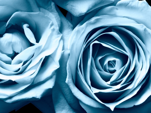 Обои Blue Rose 640x480