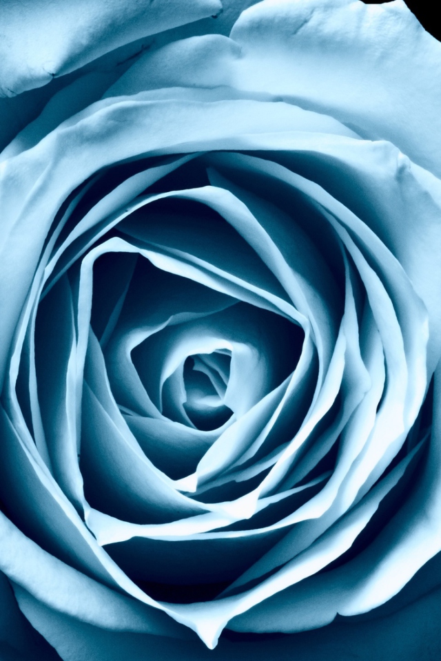 Blue Rose wallpaper 640x960
