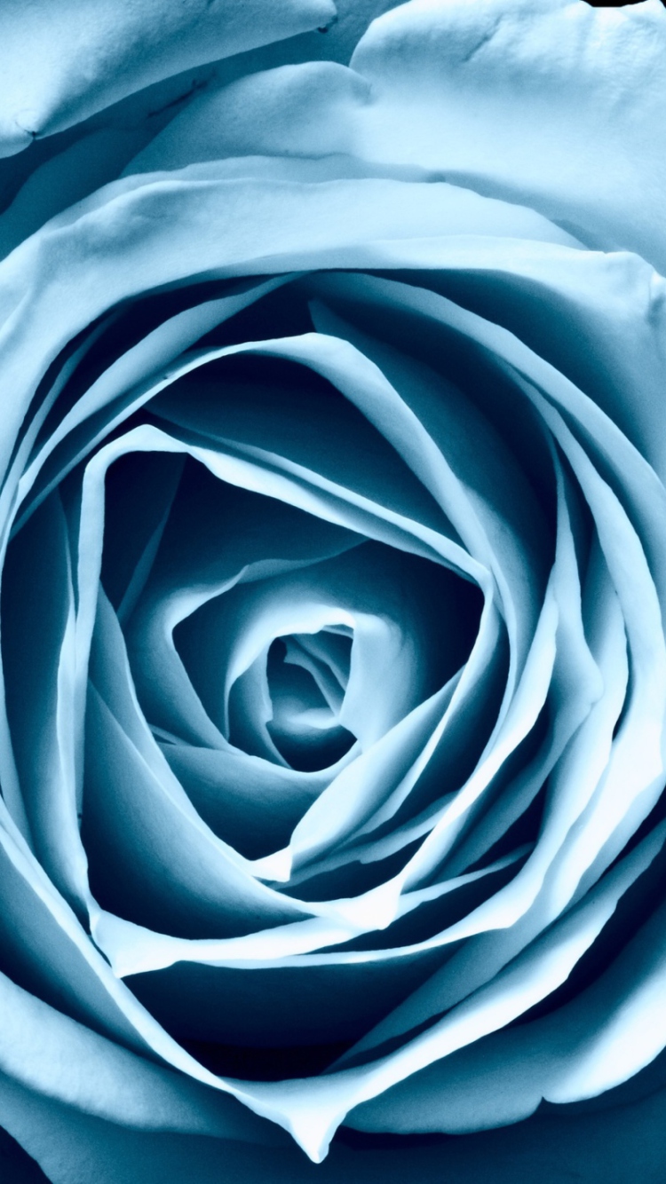 Das Blue Rose Wallpaper 750x1334