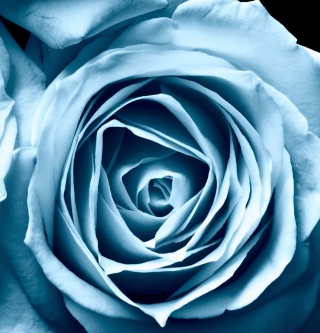 Blue Rose - Obrázkek zdarma pro iPad