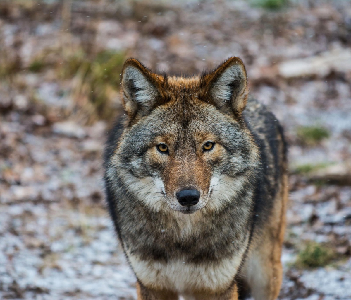 Coyote wallpaper 1200x1024