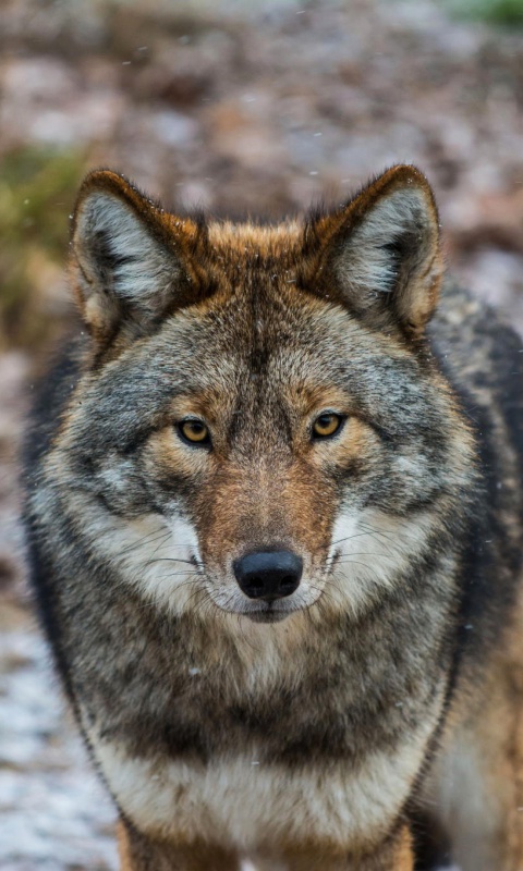 Coyote wallpaper 480x800