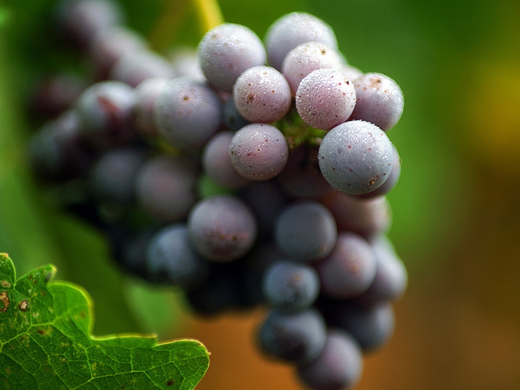 Das Purple Grapes Macro Wallpaper 1024x768