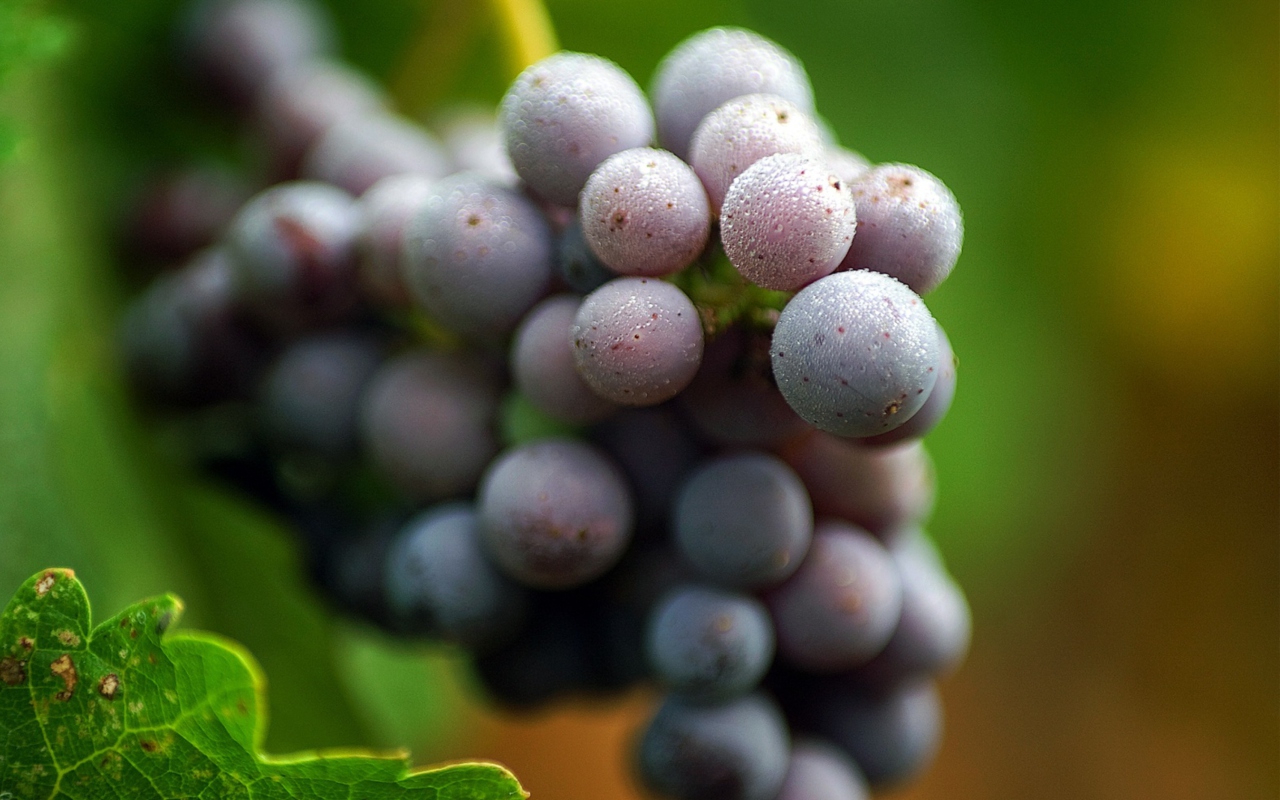 Purple Grapes Macro screenshot #1 1280x800