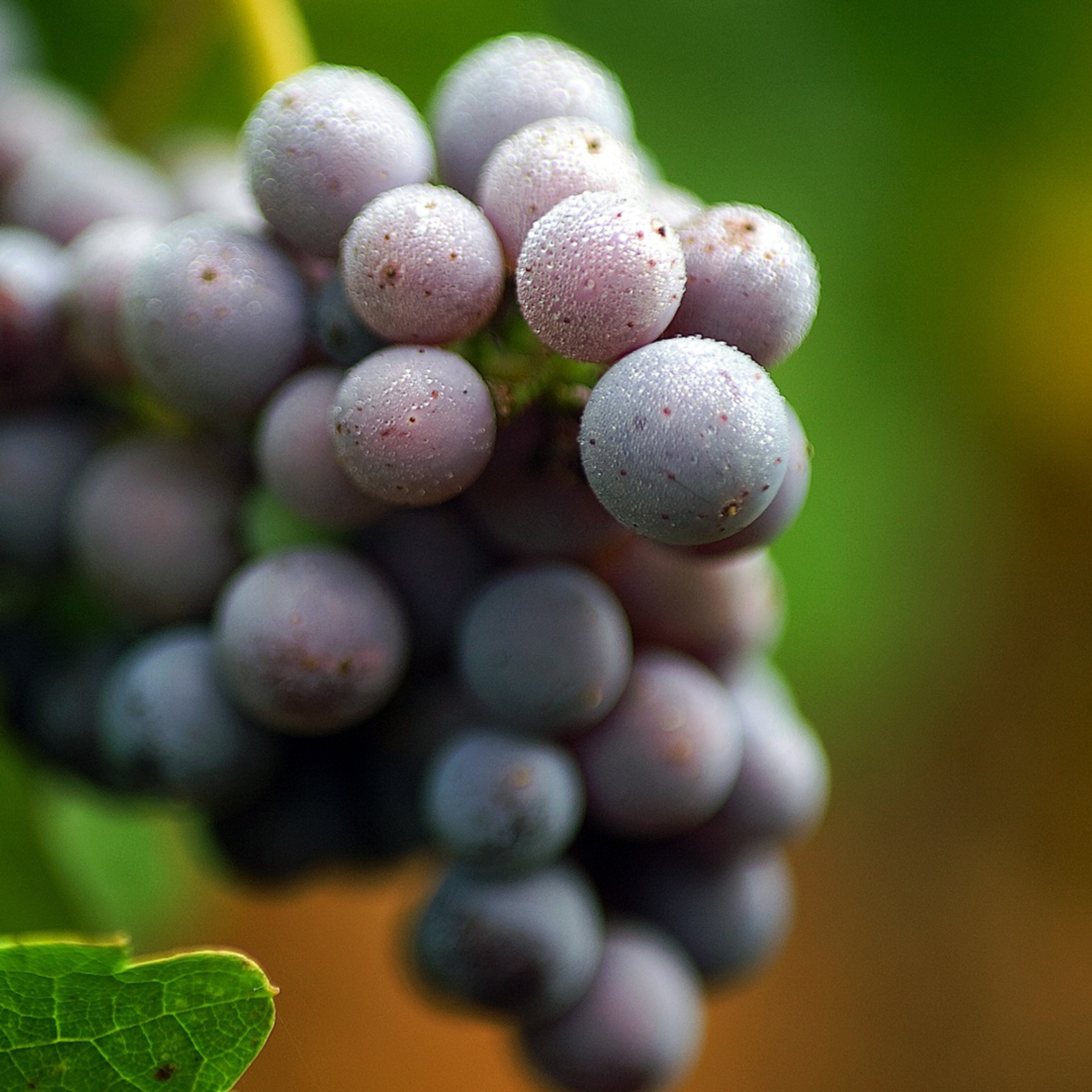 Screenshot №1 pro téma Purple Grapes Macro 2048x2048