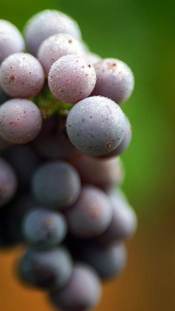 Das Purple Grapes Macro Wallpaper 360x640