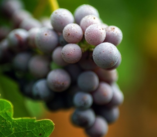 Purple Grapes Macro - Obrázkek zdarma pro iPad 3