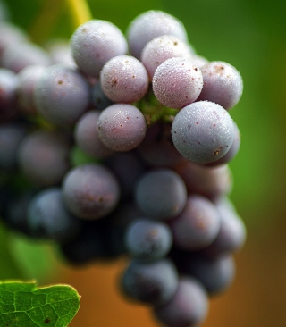 Kostenloses Purple Grapes Macro Wallpaper für Nokia C6