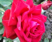 Sfondi Rose 176x144