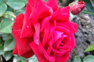 Rose - Obrázkek zdarma 