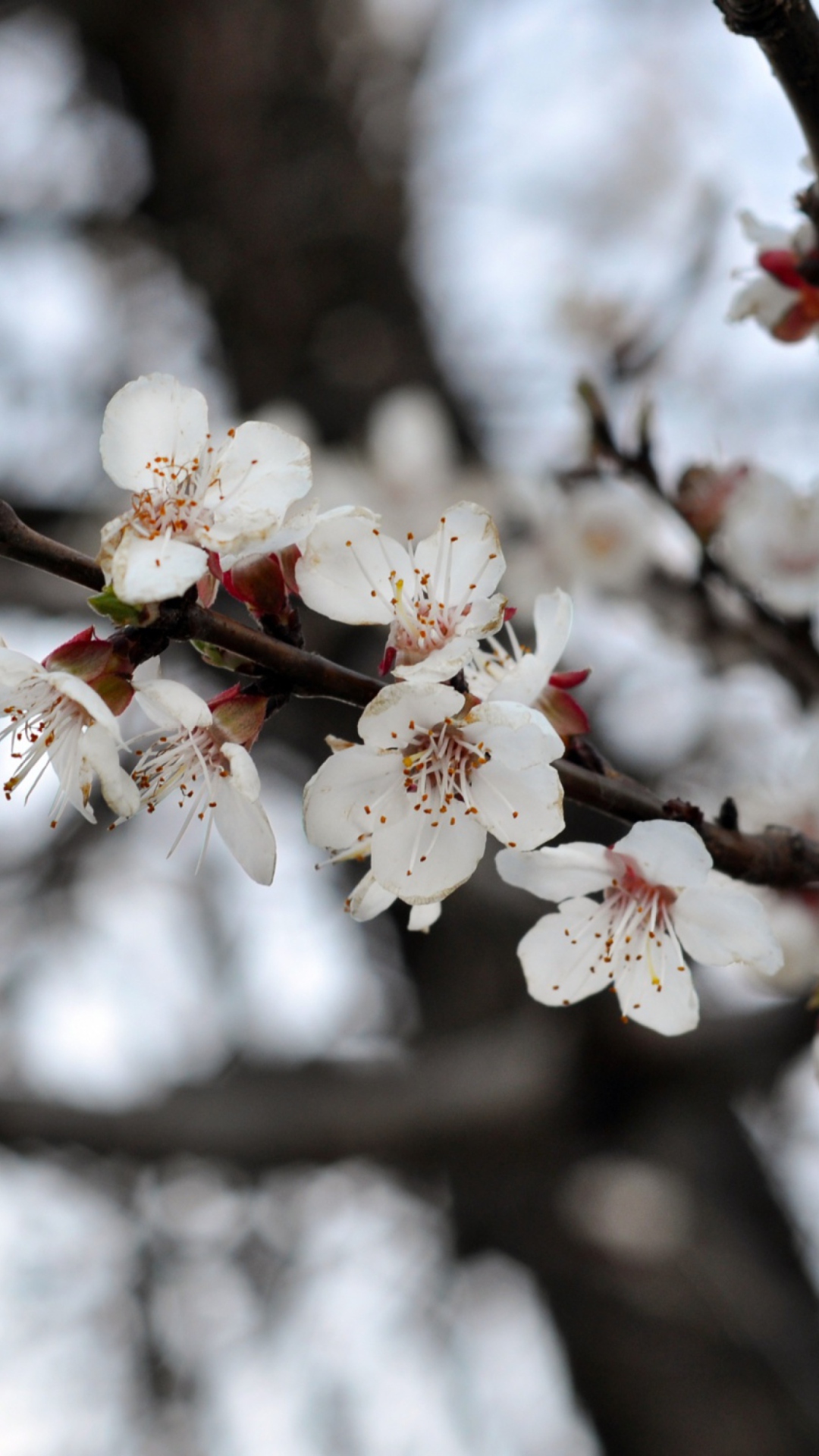 Das Spring Blossom Wallpaper 1080x1920